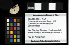 Foto (Objekt + Etiketten) von Goniodromites bidentatus (Reuss, 1858) 